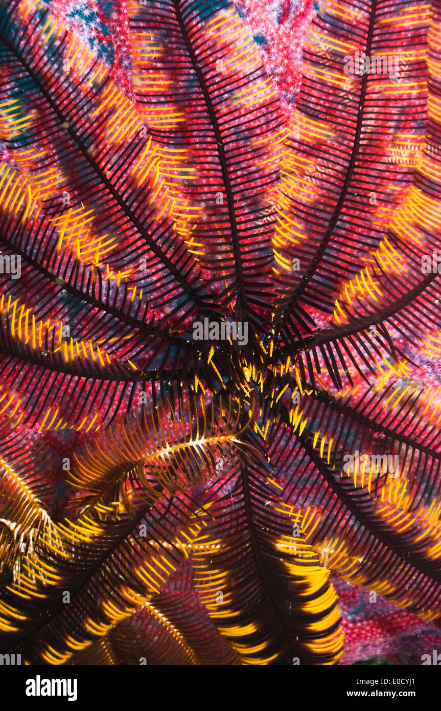 Featherstar auf Gorgonie, Misool, Raja Ampat, West Papua, Indonesien. Stockfoto