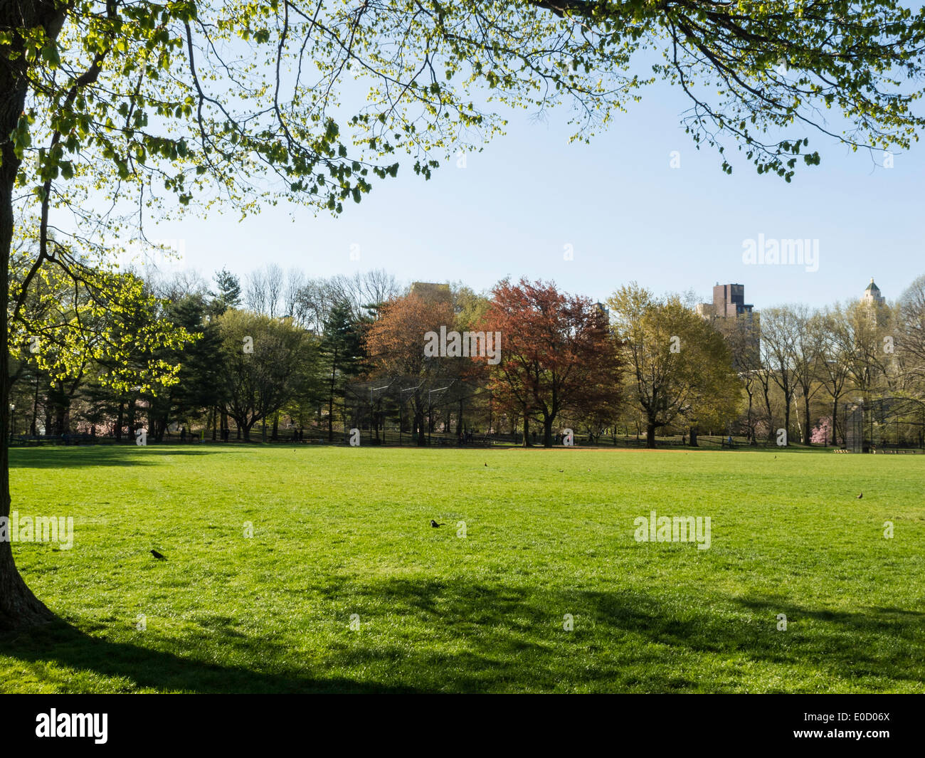 Der große Rasen und Bäumen, Central Park, NYC, USA Stockfoto
