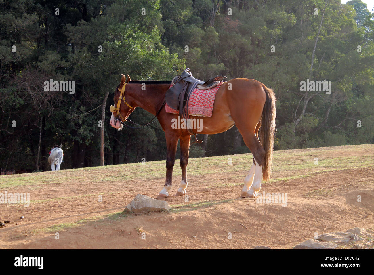 Pferd Pony reiten Reiter Sattel, dass Pferde Ooty Wald Stockfoto