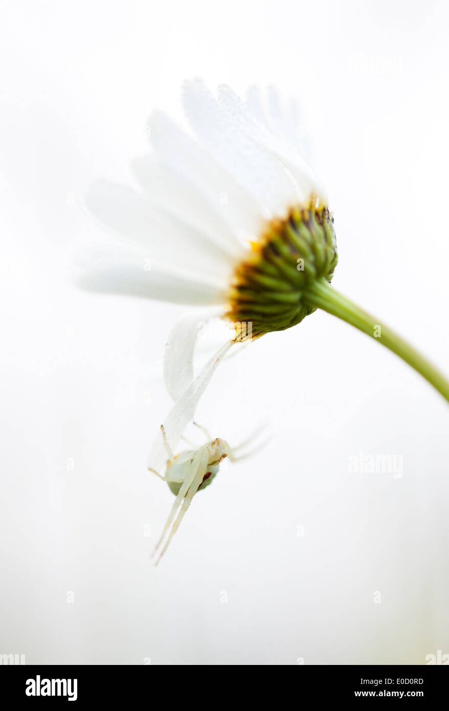 Eine weiße Krabbenspinne auf weißem gerahmt Englisch Daisy vor einem weißen Himmel in einem Feld, Oregon, USA (Misumenoides Formosipes) Stockfoto