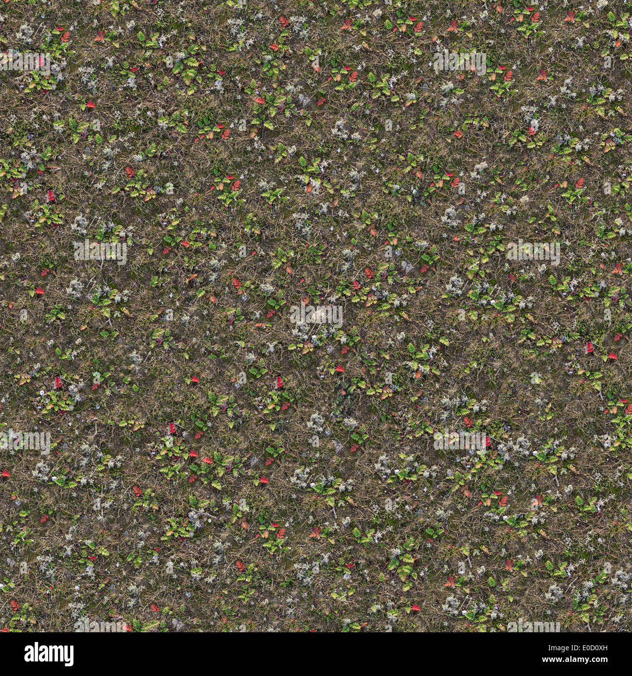 Steppe-Oberfläche mit trockenen Gräsern. Stockfoto