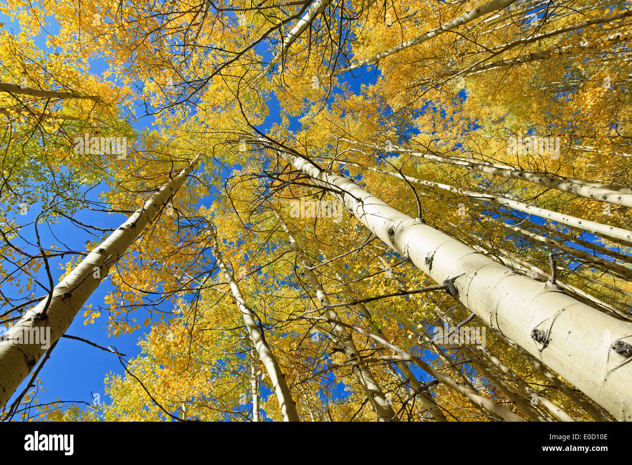 Espen in Herbstfarben, Continental Divide Trail in der Nähe von Molas Pass, San Juan Mountains, Colorado USA Stockfoto