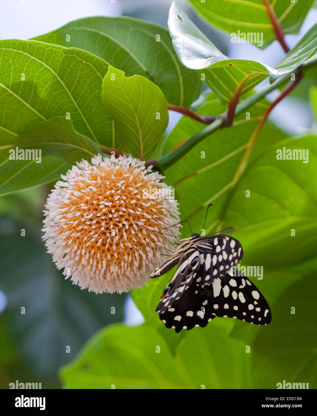 Blühende Blume mit Schmetterling, Murchison Falls, Uganda Stockfoto