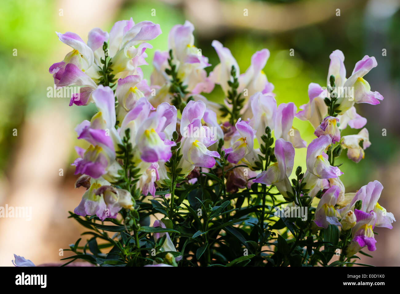 Makroaufnahme von ein paar lebendige und schöne Snap Dragon Blumen Stockfoto