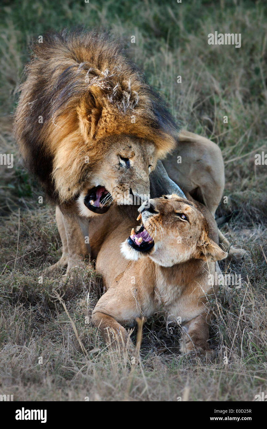 Löwen, Paarung, Tansania (Panthera Leo) Stockfoto