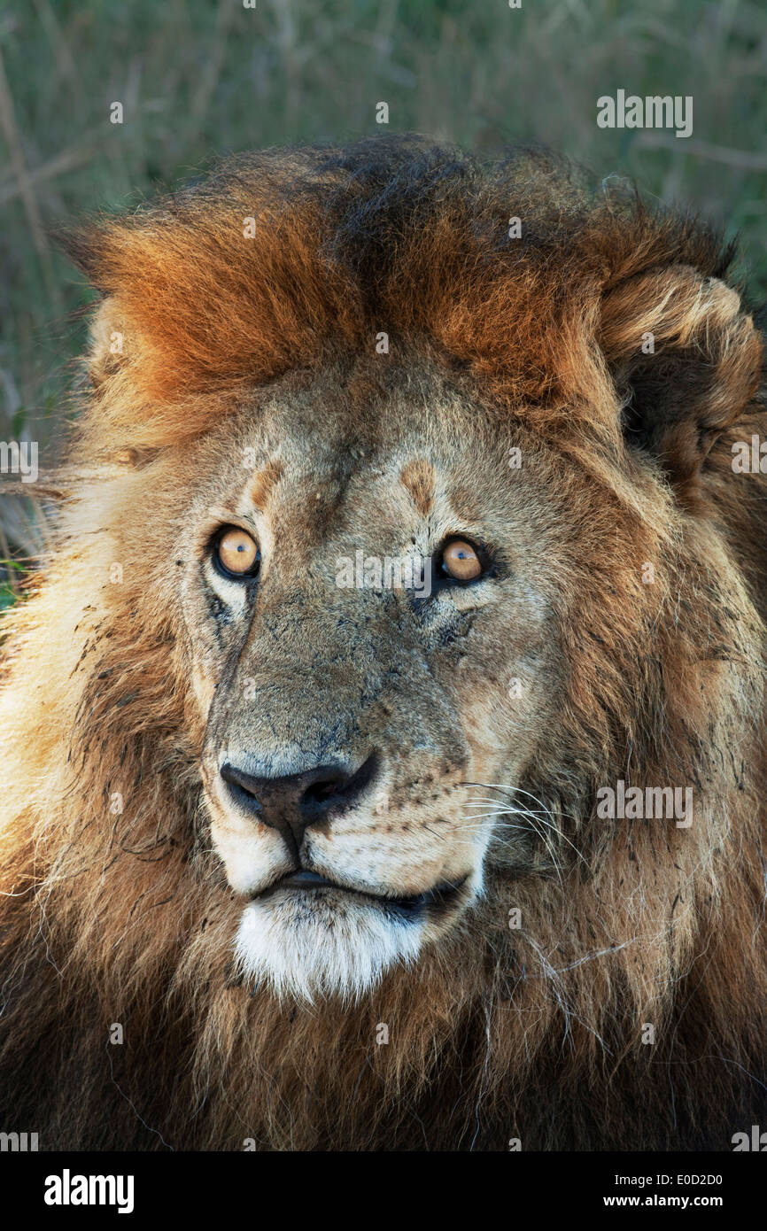 Männlicher Löwe, Serengeti, Tansania (Panthera Leo) Stockfoto