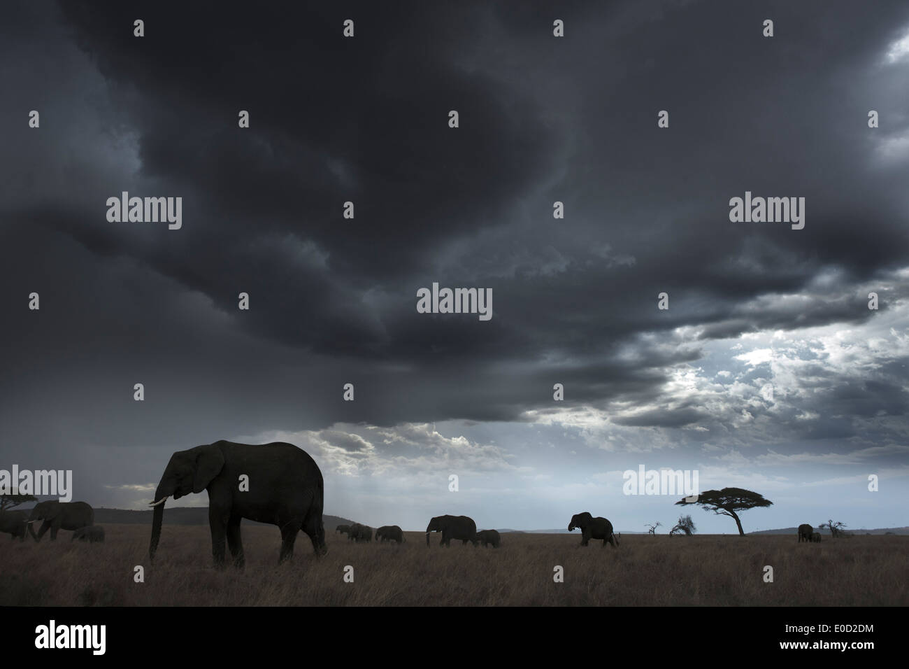 Elefanten und Gewitterwolken, Tansania (Loxodonta Africana) Stockfoto