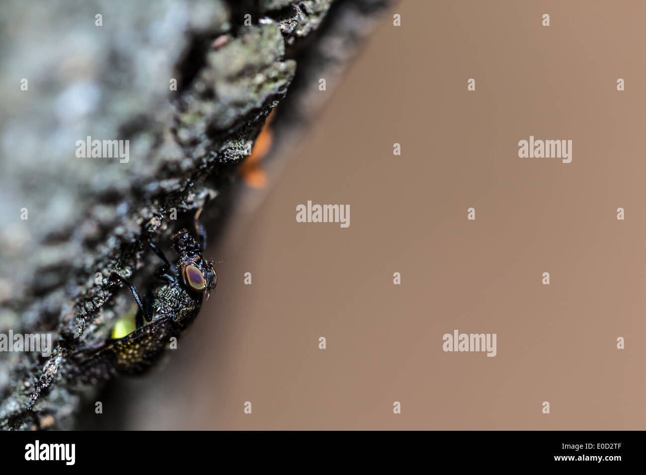 Extreme Makroaufnahme einer gemeinsamen Haus Fliege auf einem dunklen Baumrinde Stockfoto