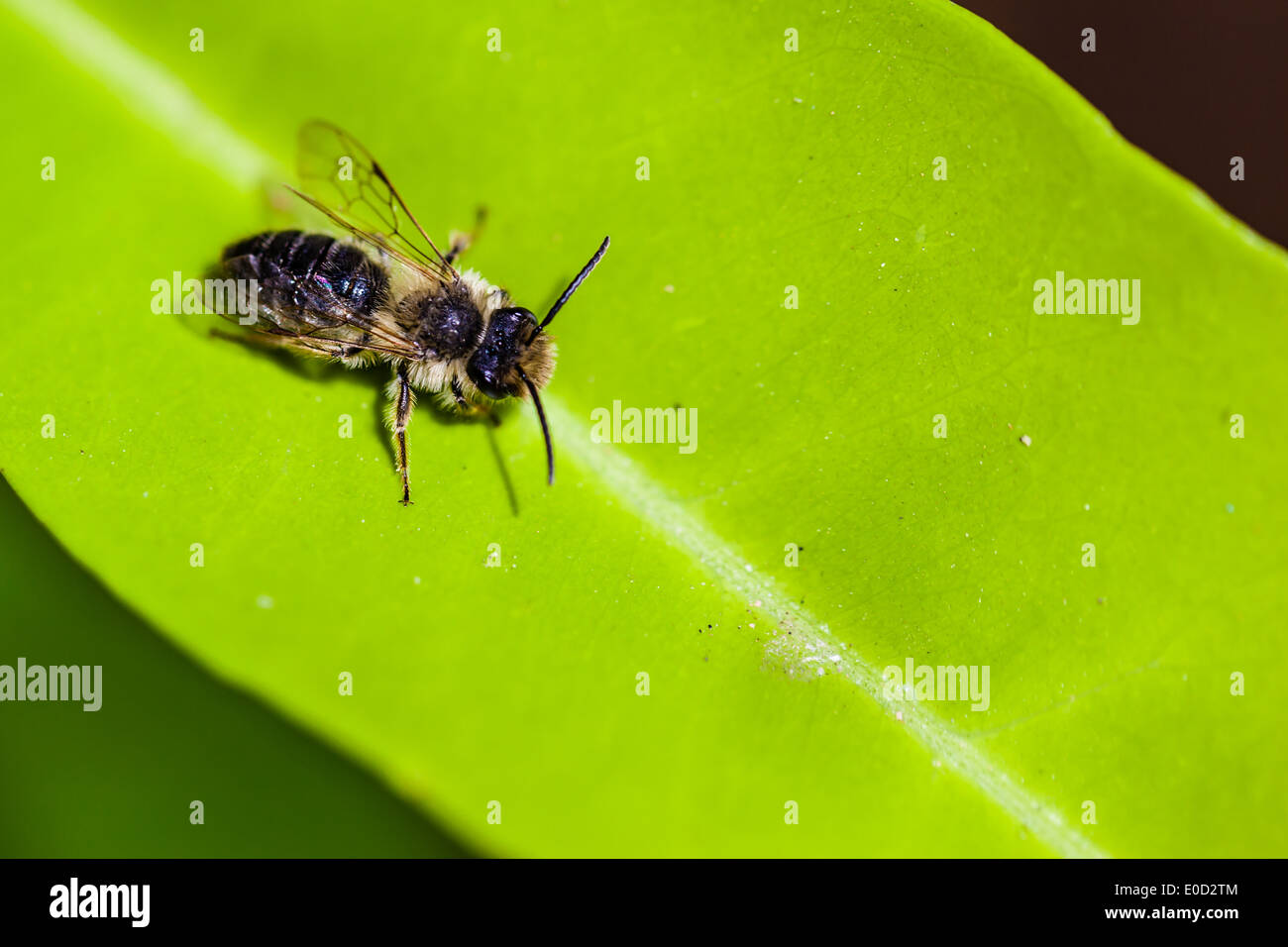 Extreme Makroaufnahme einer Blatt Scherblock Biene auf ein helles grünes Blatt Stockfoto