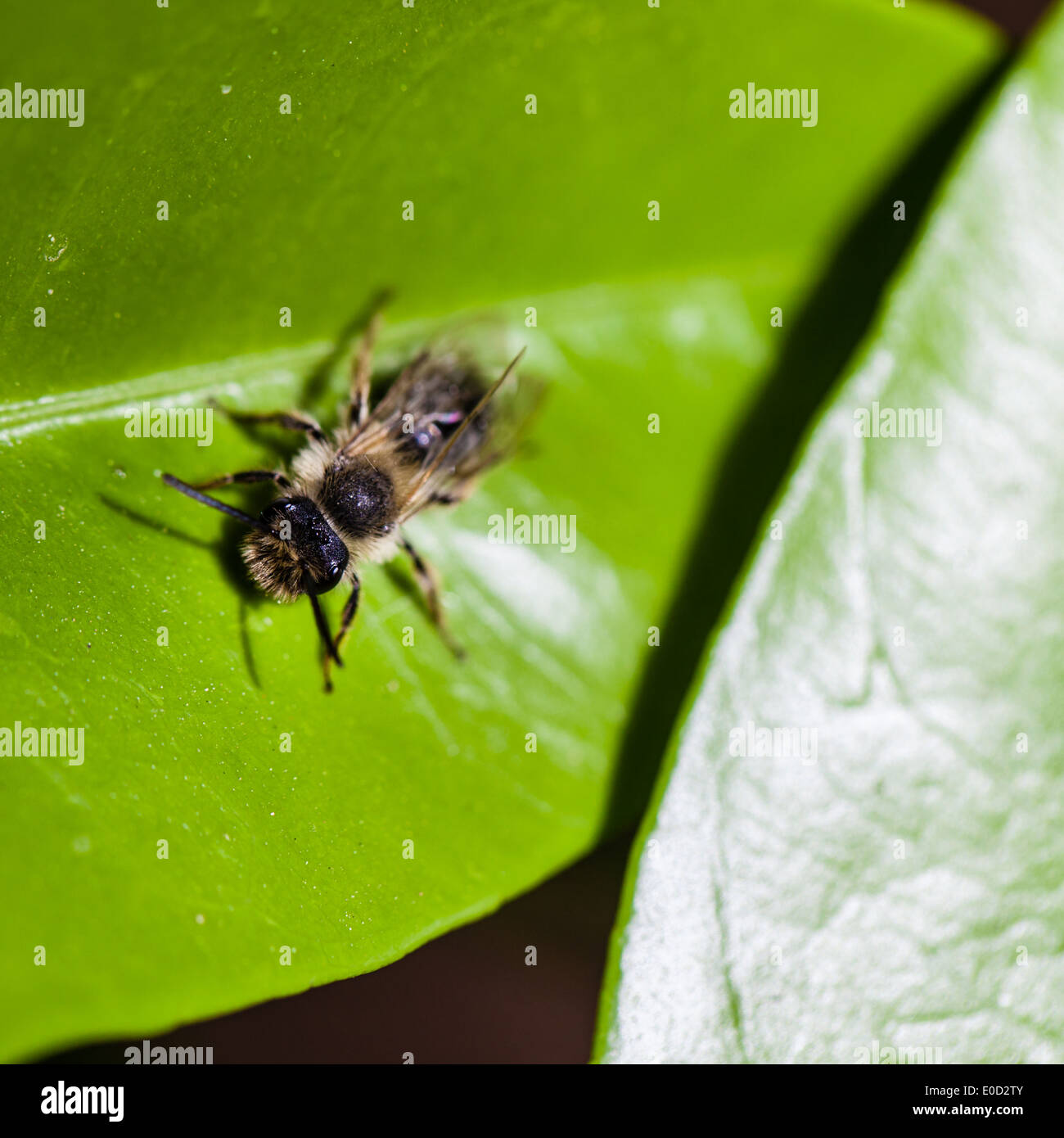 Extreme Makroaufnahme einer Blatt Scherblock Biene auf ein helles grünes Blatt Stockfoto