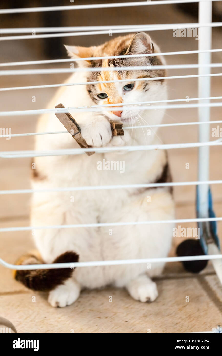 eine schöne Katze spielt mit einer Wäscheklammer außerhalb Stockfoto