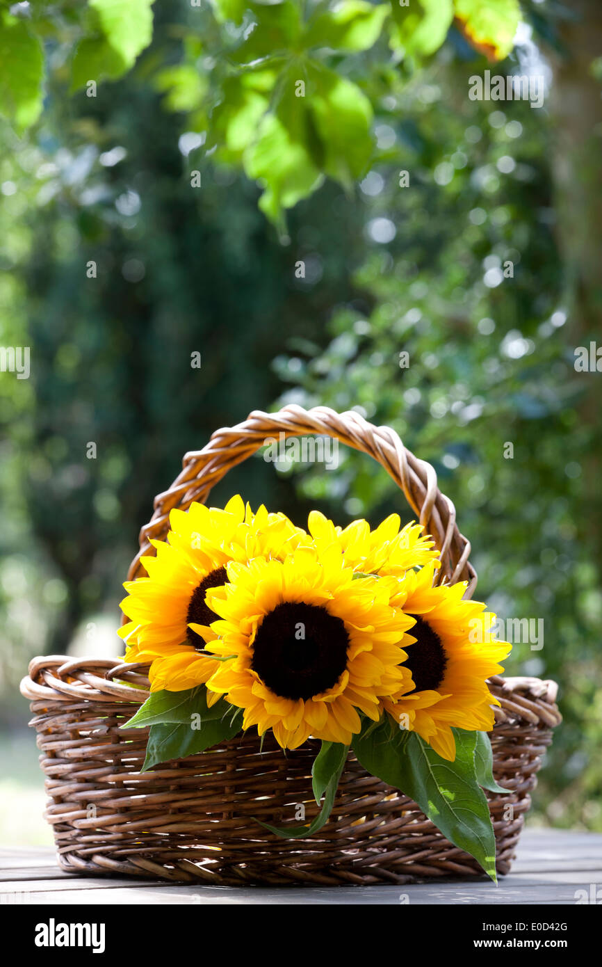 Ein Haufen Sonnenblumen in einem Weidenkorb Stockfoto