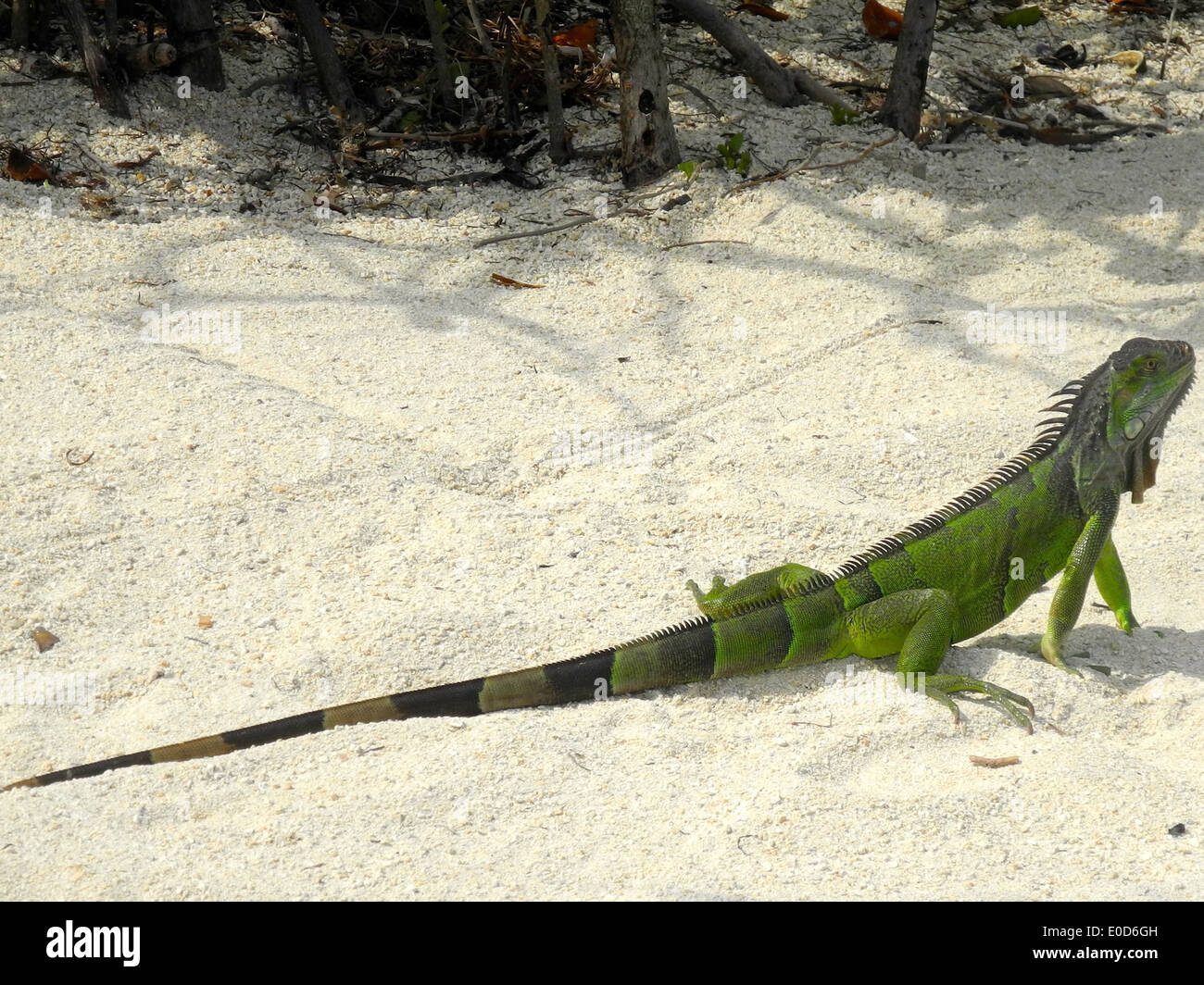 Florida Keys Iguana diese Eidechse lebt in den Mangroven an einem Strand in Florida. Stockfoto