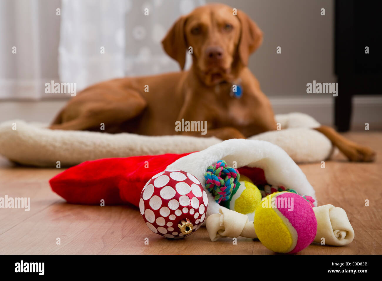 Porträt des Hundes mit Weihnachtsgeschenken Stockfoto