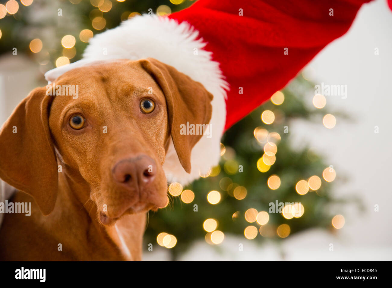 Santa streicheln Hund Stockfoto