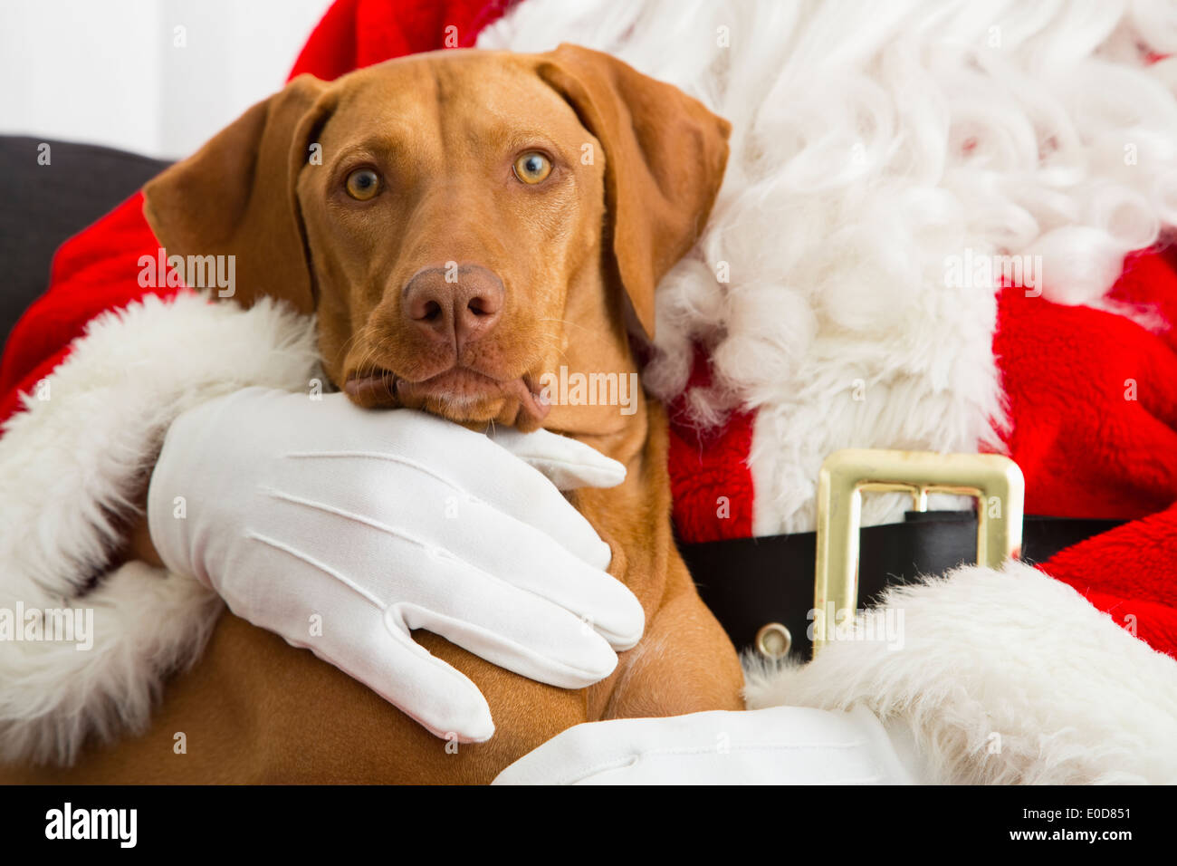 Porträt des Hundes auf Santas Schoß Stockfoto