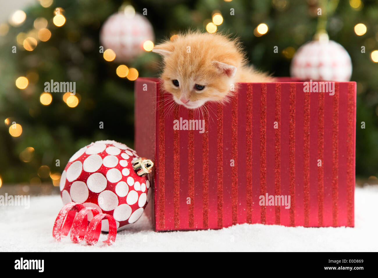 Kätzchen im roten Feld zu Weihnachten Stockfoto