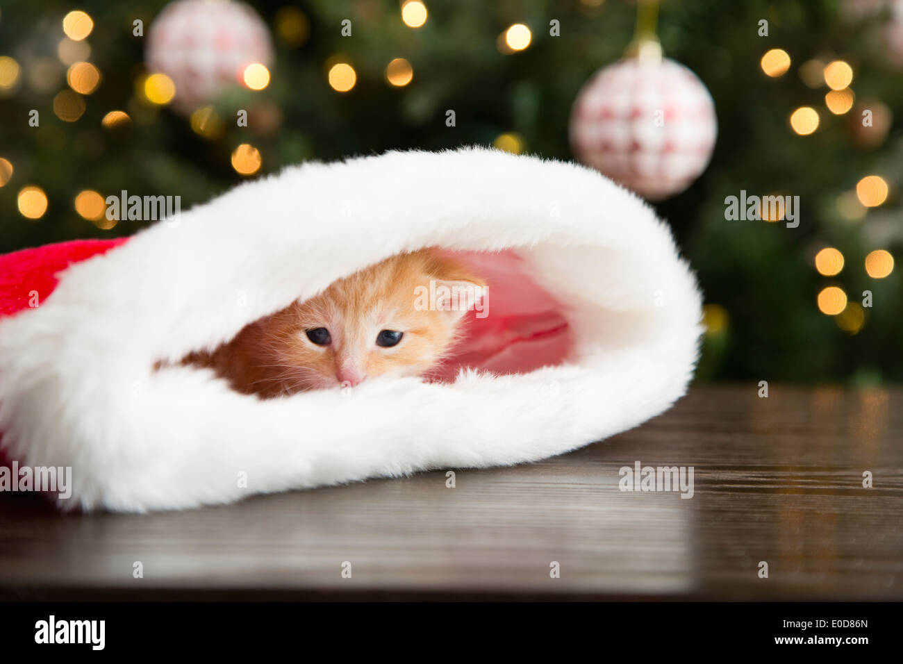Kätzchen, die versteckt in Weihnachts-Strumpf Stockfoto