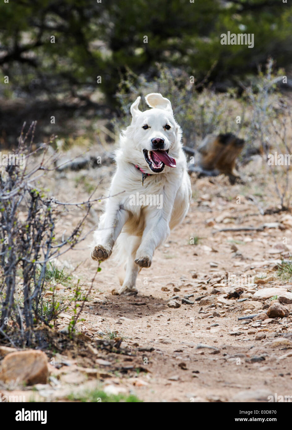 Platin farbige Golden Retriever Hund läuft auf einem Bergweg Stockfoto