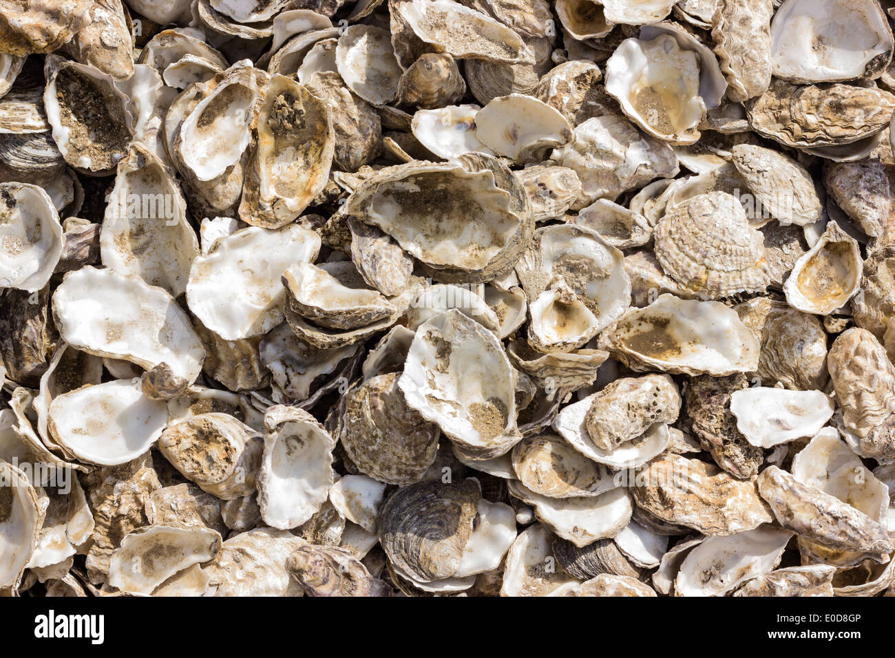 Austernschalen. Whitstable, Kent. Stockfoto