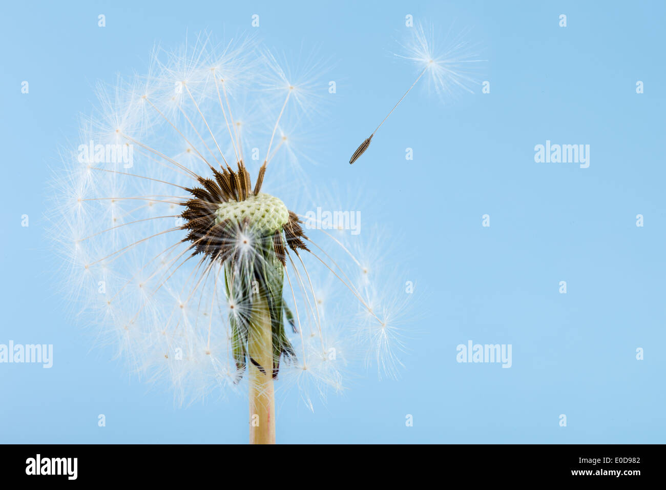 Makroaufnahme einer Löwenzahn über einen blauen Hintergrund mit Wind Samen entfernt Stockfoto