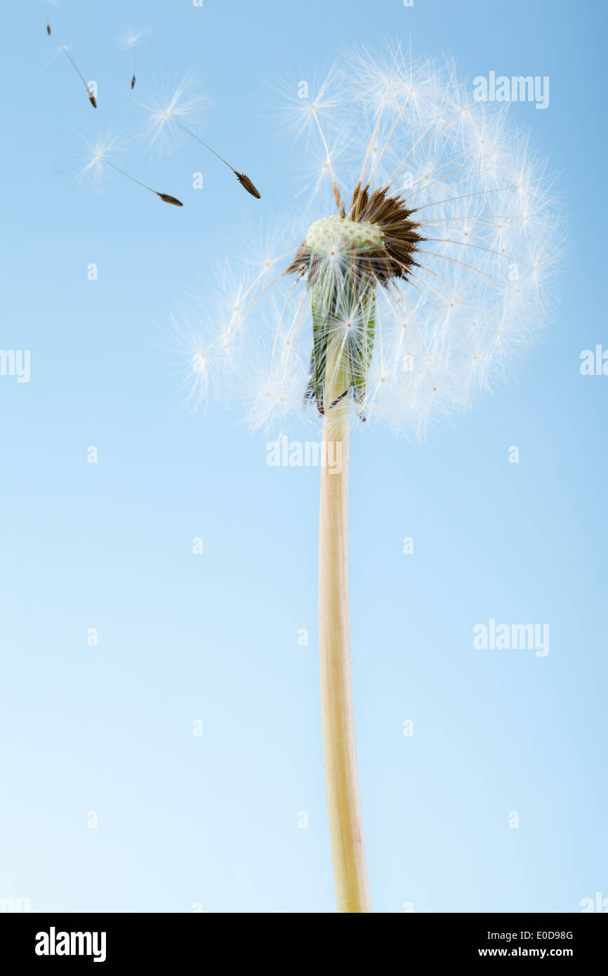 Makroaufnahme einer Löwenzahn über einen blauen Hintergrund mit Wind Samen entfernt Stockfoto