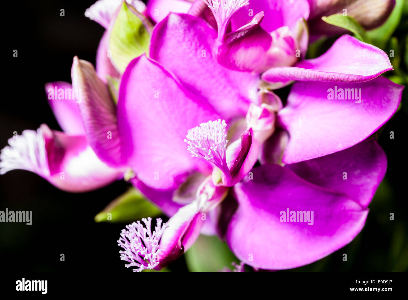 Extreme Makroaufnahme einer lebendigen rosa Blume-Stempel Stockfoto