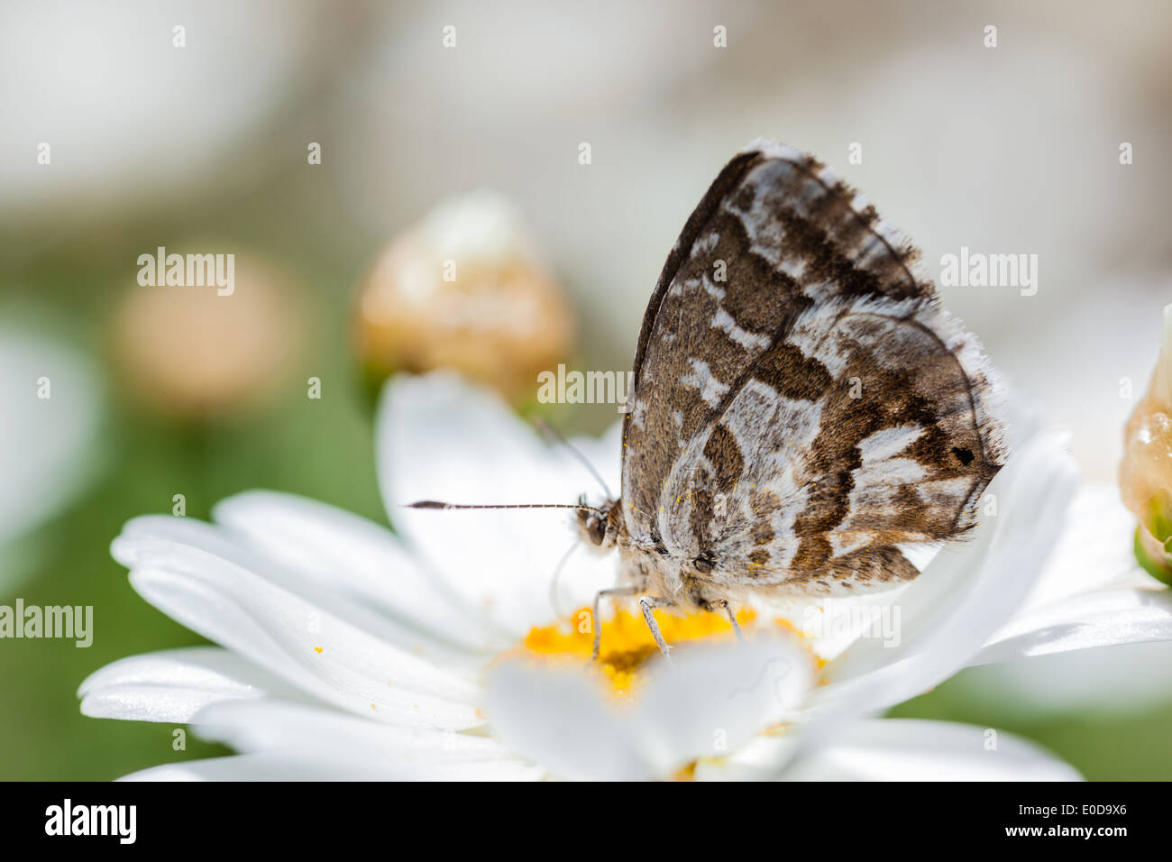 Die Geranium Bronze (Cacyreus Marshalli) ist ein Schmetterling in der Familie Lycaenidae Stockfoto