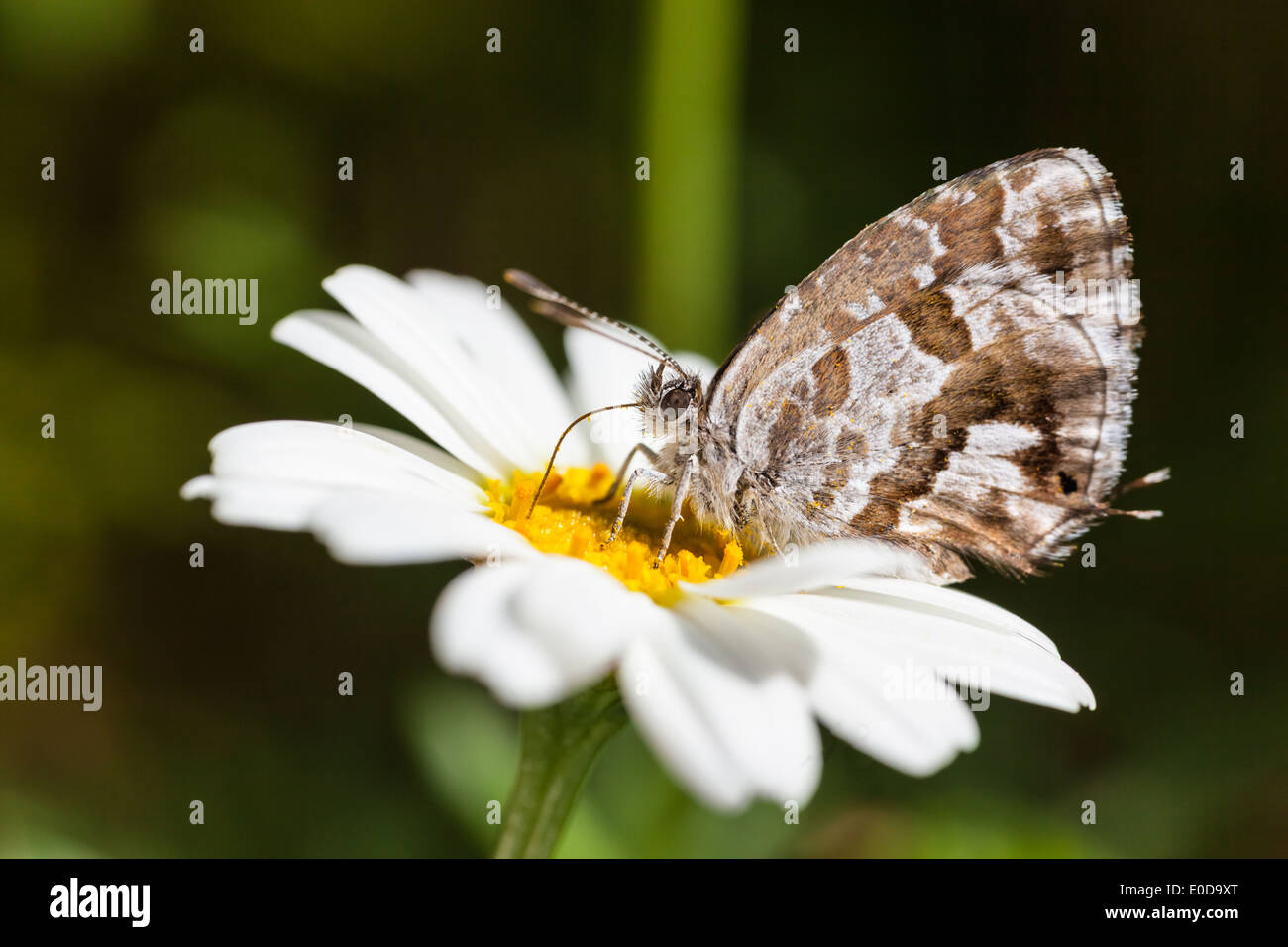 Die Geranium Bronze (Cacyreus Marshalli) ist ein Schmetterling in der Familie Lycaenidae Stockfoto