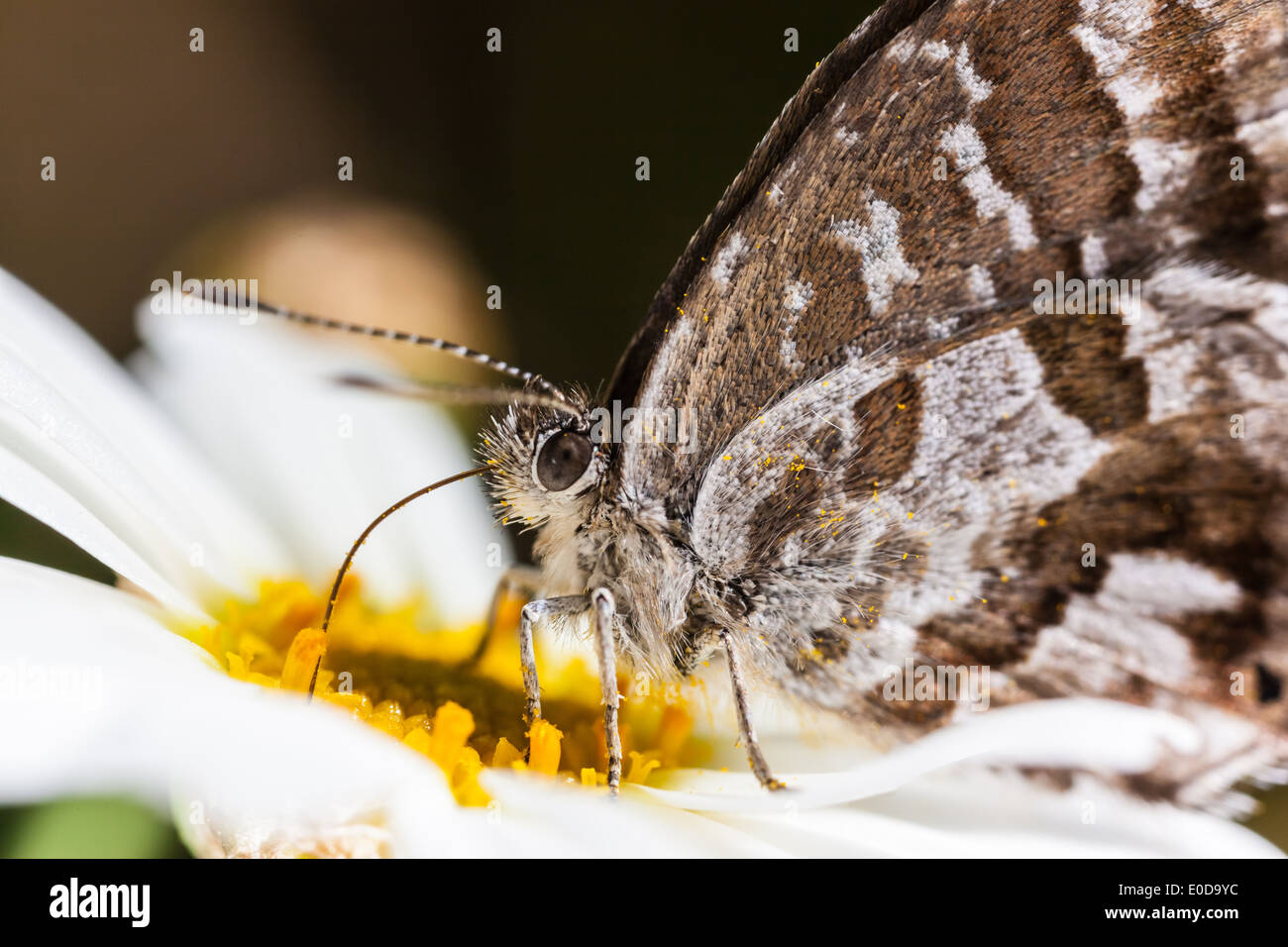 Die Geranium Bronze (Cacyreus Marshalli) ist ein Schmetterling in der Familie Lycaenidae Stockfoto