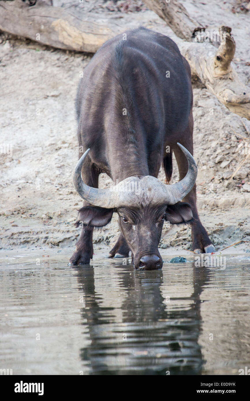 Afrikanische oder Kaffernbüffel Syncerus Caffer, trinken am Ufer des Sambesi Flusses, Mosi O Tunya-Nationalpark, Sambia Stockfoto