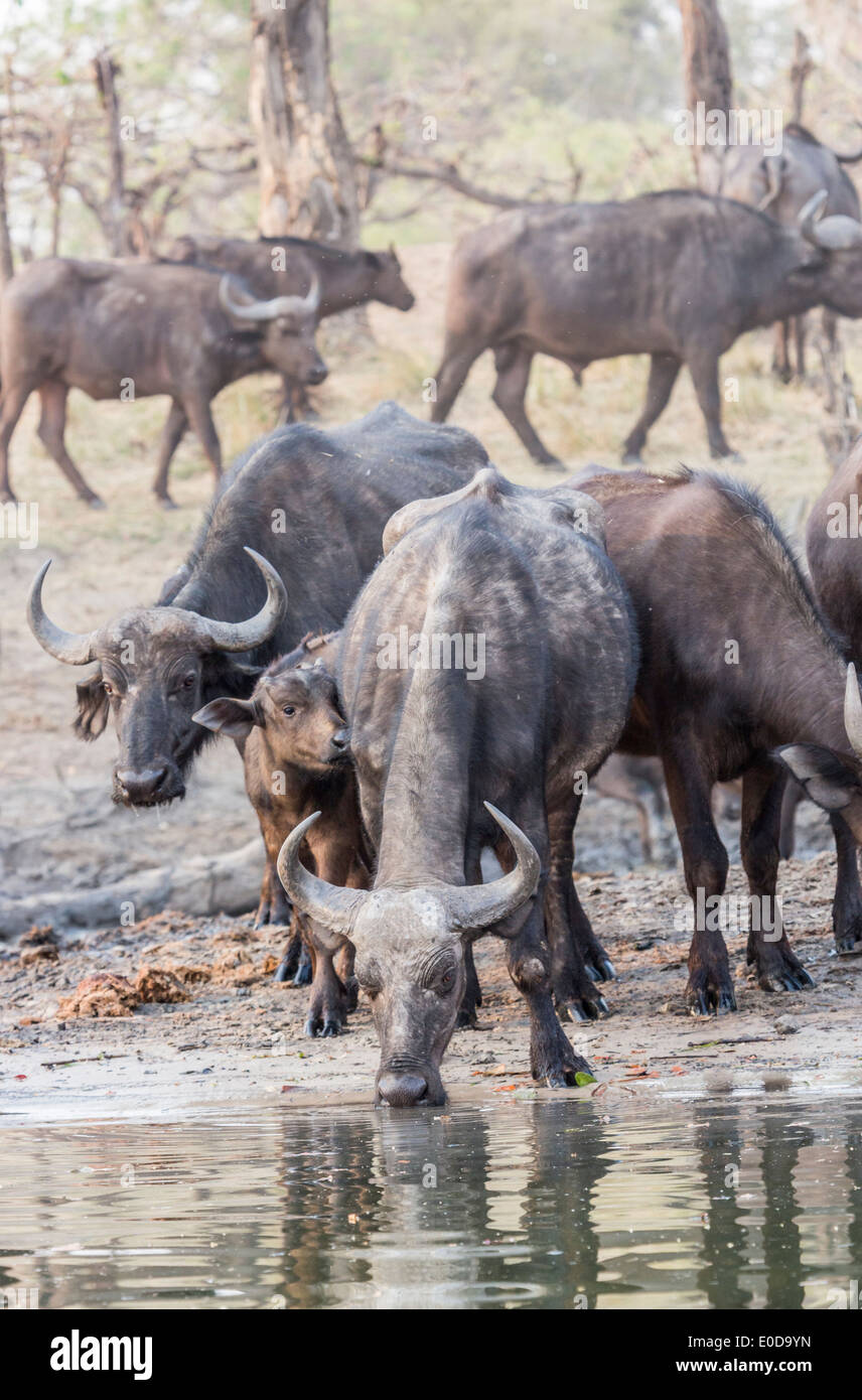 Herde Kaffernbüffel Syncerus Caffer, trinken aus dem Sambesi-Fluss, Mosi O Tunya-Nationalpark, Sambia Stockfoto