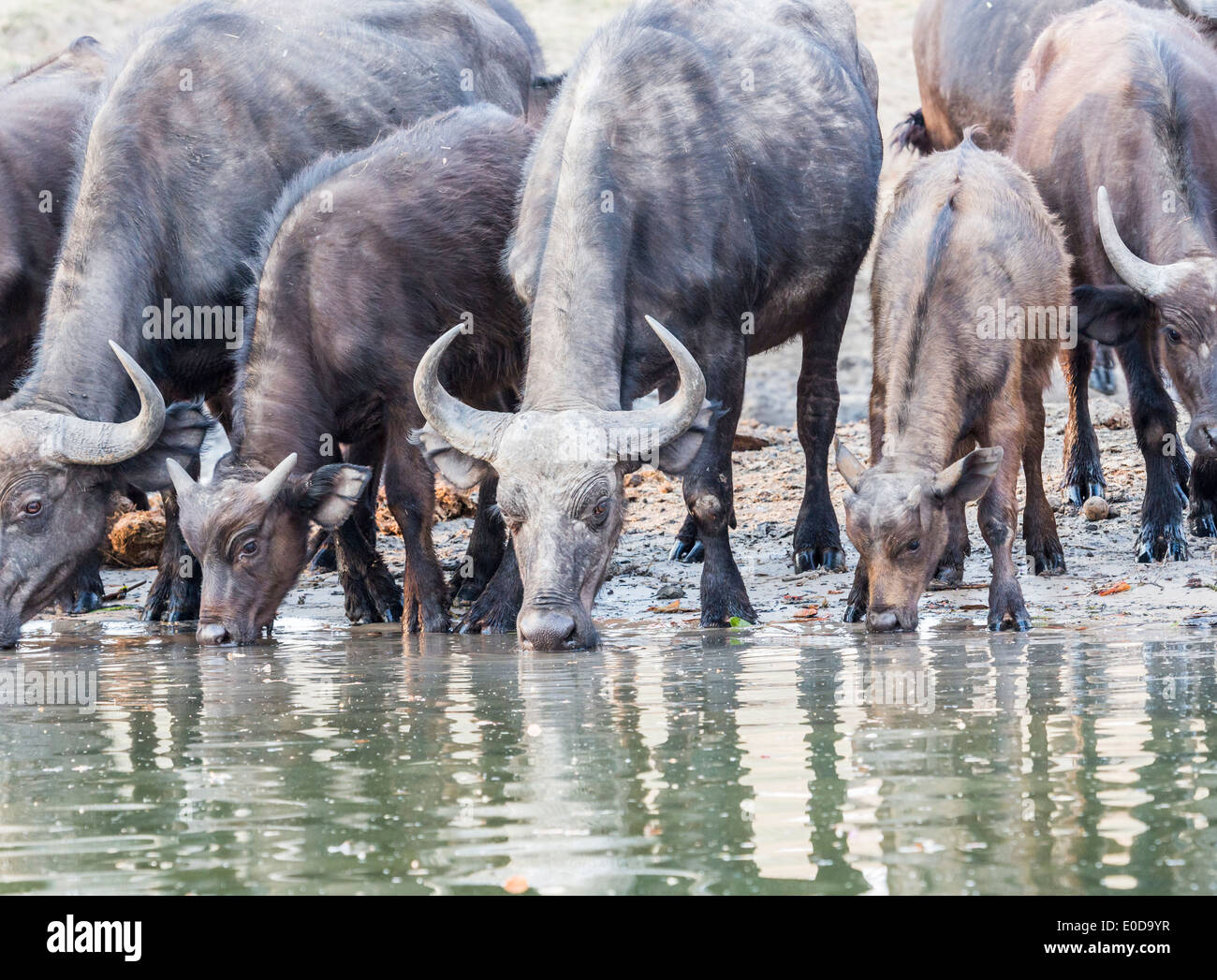 Kaffernbüffel Syncerus Caffer, einschließlich Kalb trinken vom Fluss Sambesi, Mosi O Tunya-Nationalpark, Sambia Stockfoto
