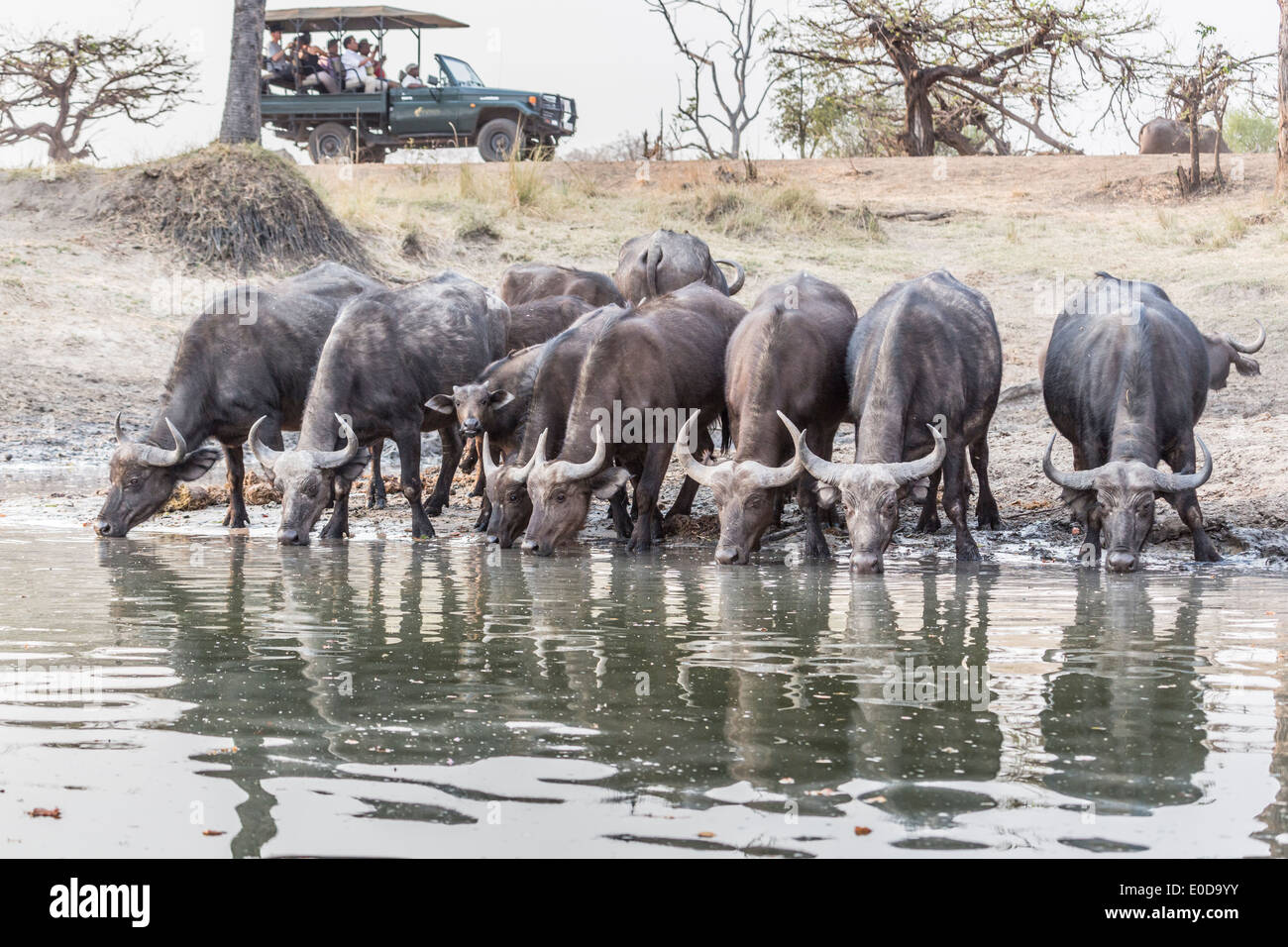 Kaffernbüffel Syncerus Caffer, trinken aus dem Sambesi-Fluss, Mosi O Tunya-Nationalpark, Sambia als Touristen Uhr von jeep Stockfoto