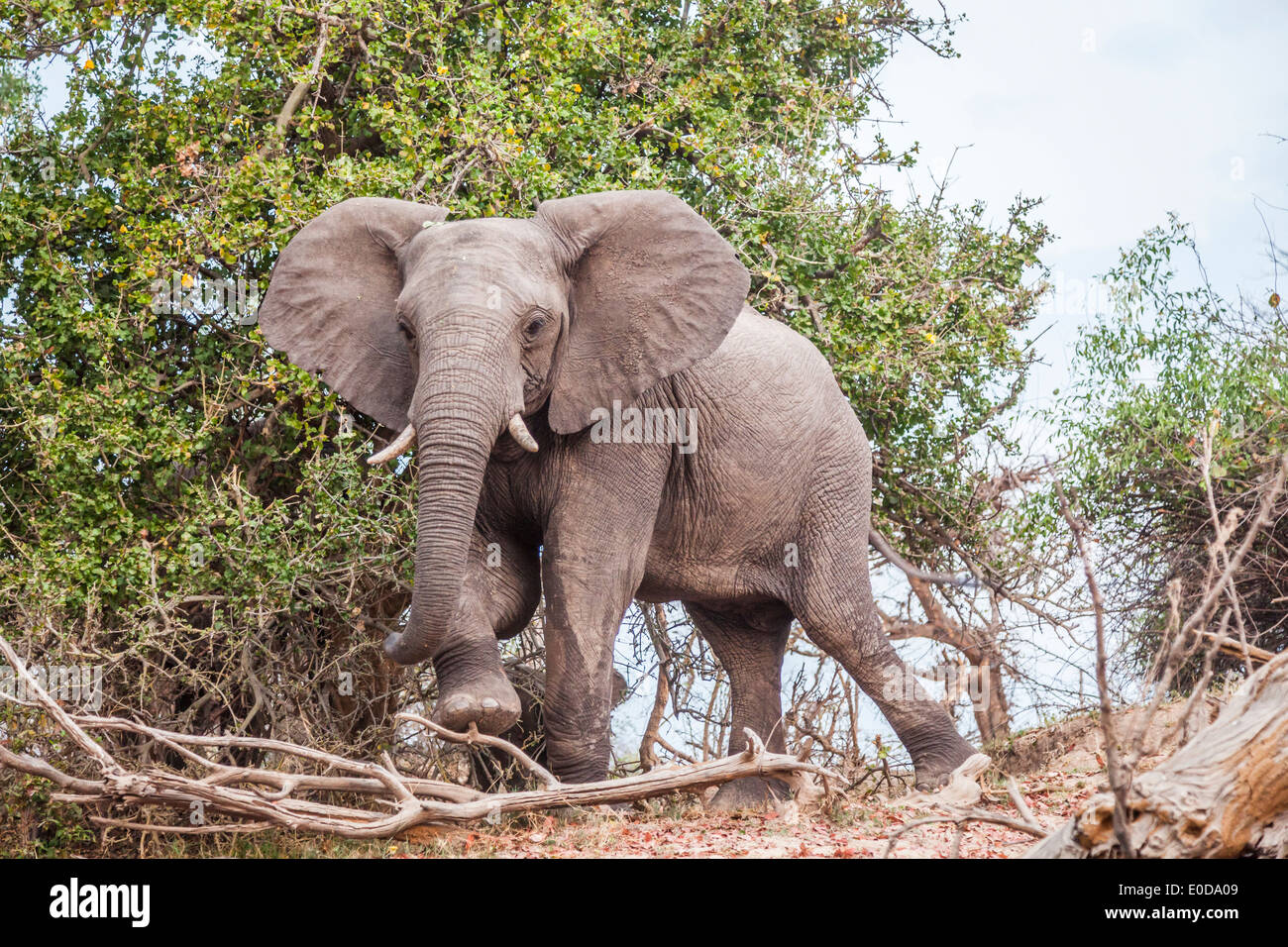 Ein afrikanischer Elefant ((Loxodonta africana) mit weit gespreizten Ohren steht auf einem Flussufer mit Blick auf den Mosi O Tunya Nationalpark in Sambia Stockfoto