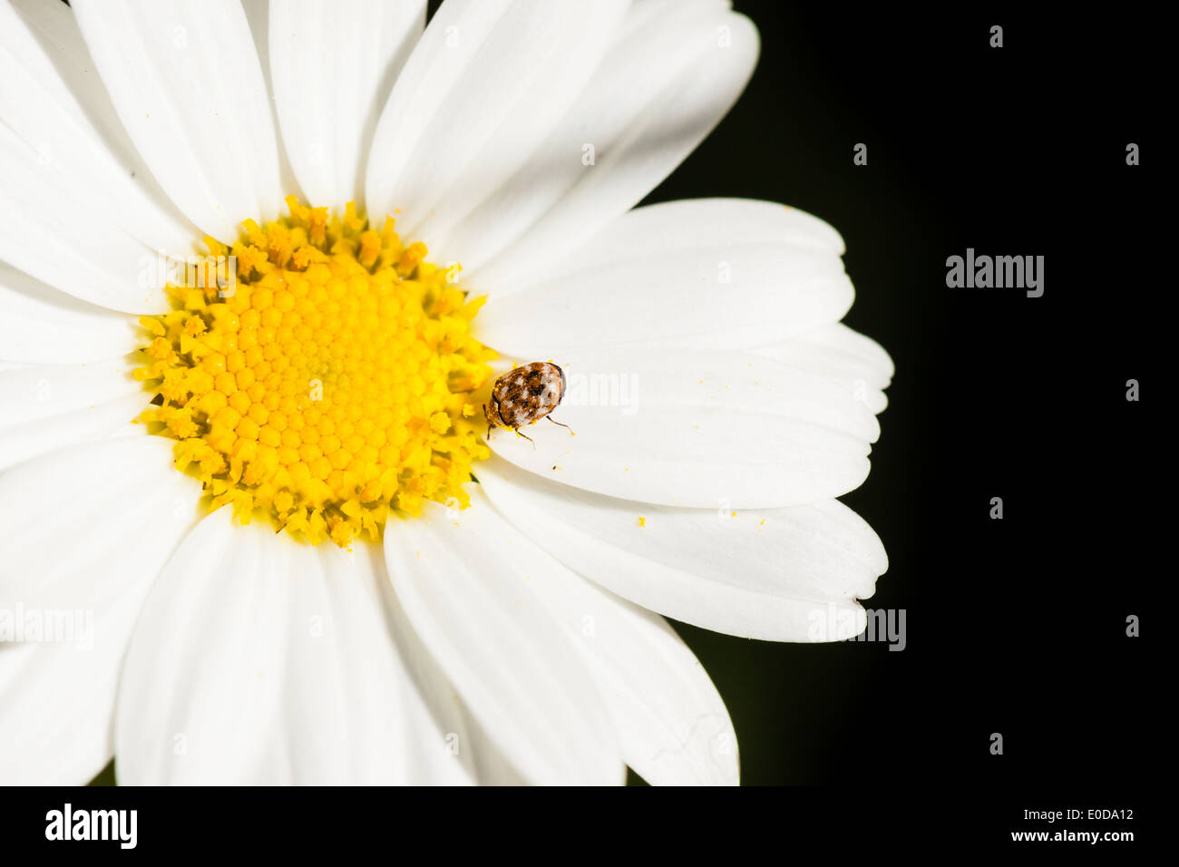Makroaufnahme einer abwechslungsreichen Teppich Käfer auf ein weiße Gänseblümchen Stockfoto