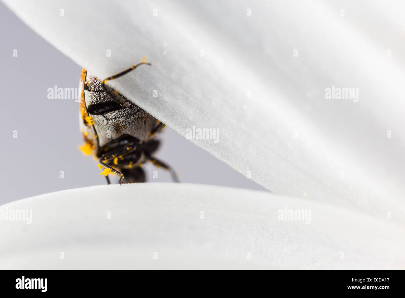 Makroaufnahme einer abwechslungsreichen Teppich Käfer auf ein weiße Gänseblümchen Stockfoto