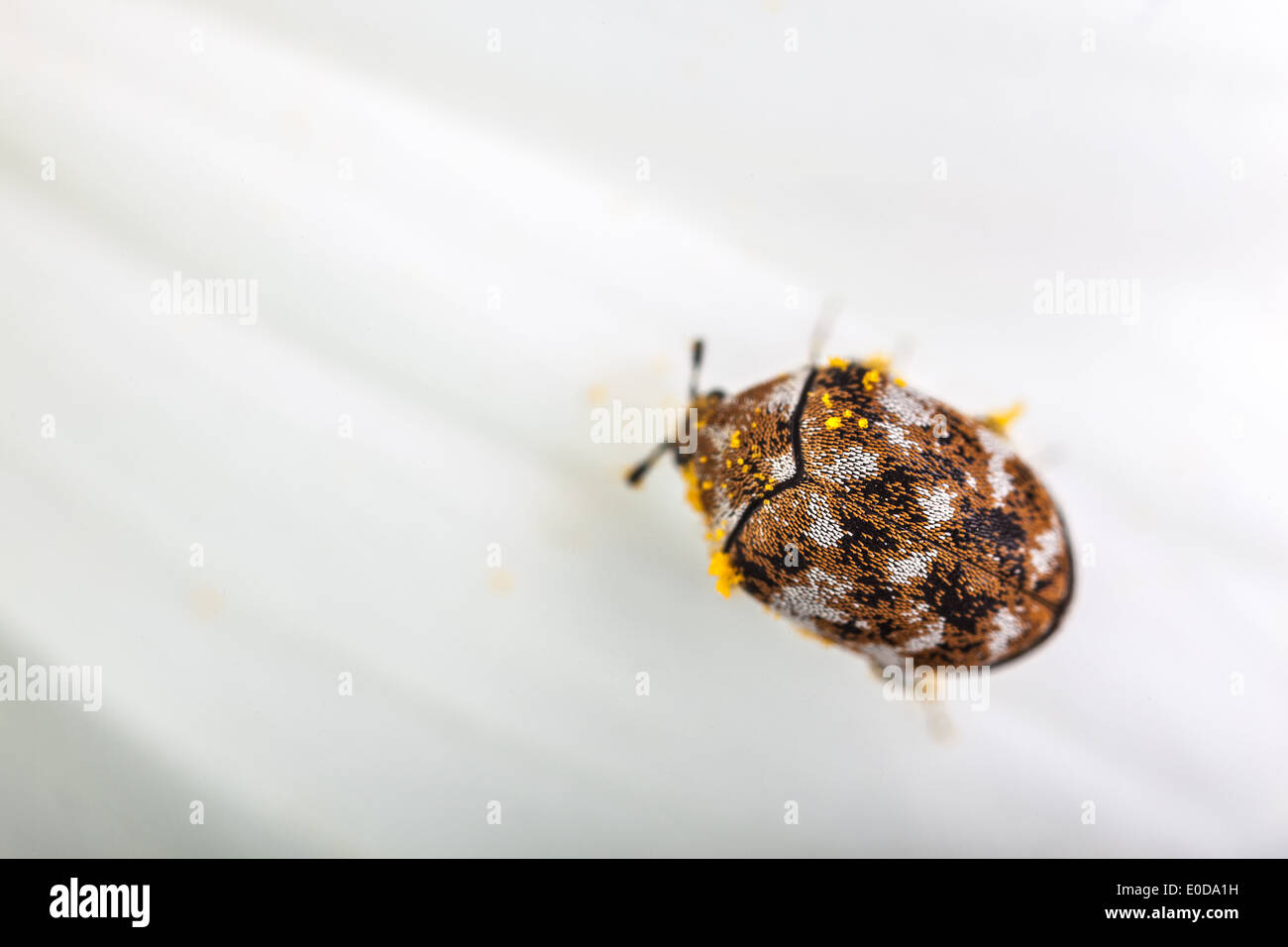 Makroaufnahme einer abwechslungsreichen Teppich Käfer auf ein weiße Gänseblümchen Stockfoto