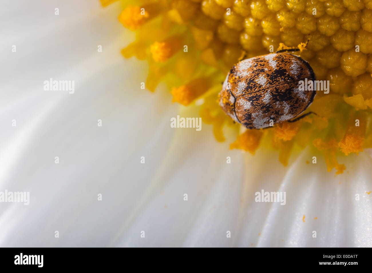 Makroaufnahme einer abwechslungsreichen Teppich Käfer auf ein weiße Gänseblümchen Stockfoto
