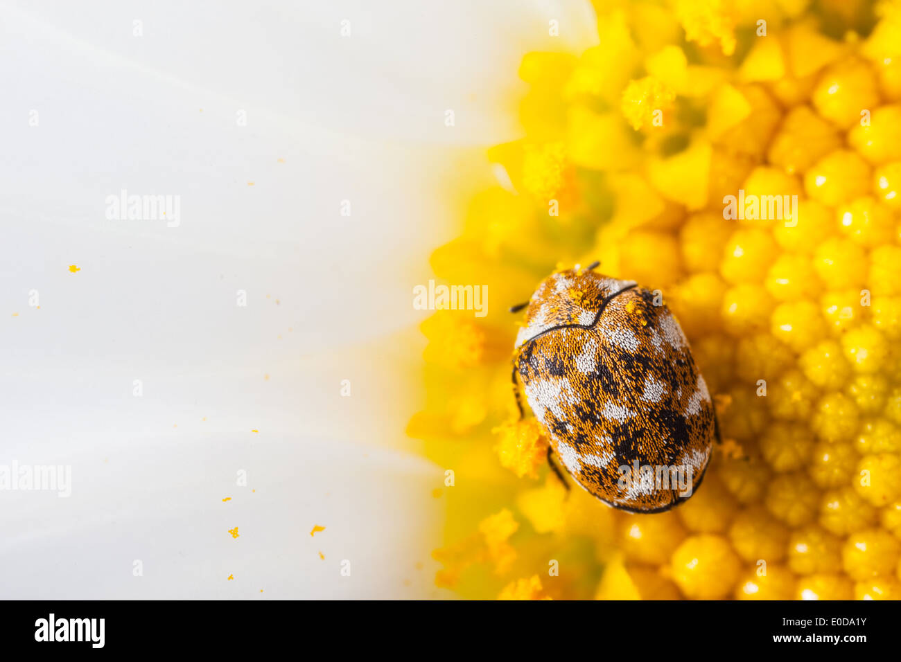 Makroaufnahme einer abwechslungsreichen Teppich Käfer auf ein weiße Gänseblümchen Stockfoto