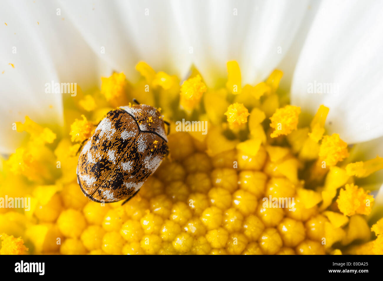 Makroaufnahme einer abwechslungsreichen Teppich Käfer auf ein weiße Gänseblümchen Stockfoto