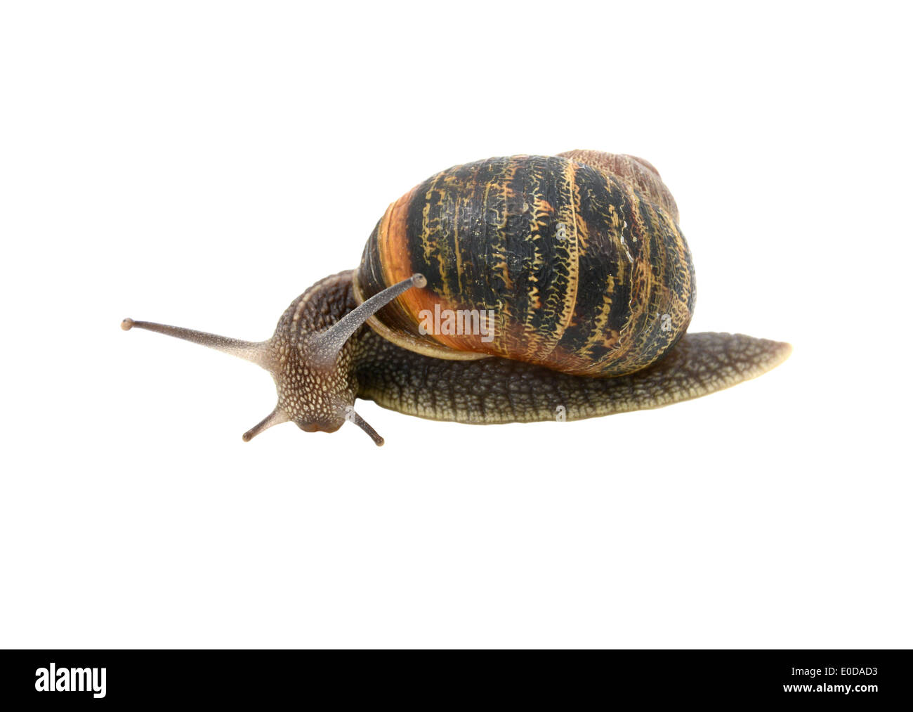 Garten-Schnecke mit gestreiften Schale drehen nach vorne, auf einem weißen Hintergrund isoliert Stockfoto