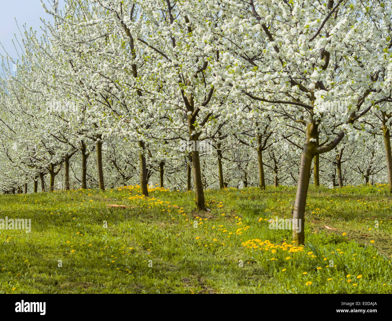 Viele blühende Obstbäume im Frühjahr. Baumbluehte im Frühjahr ist eine schöne Saison, Viele Bluehende Obstbaeume Im Fruehling. Stockfoto