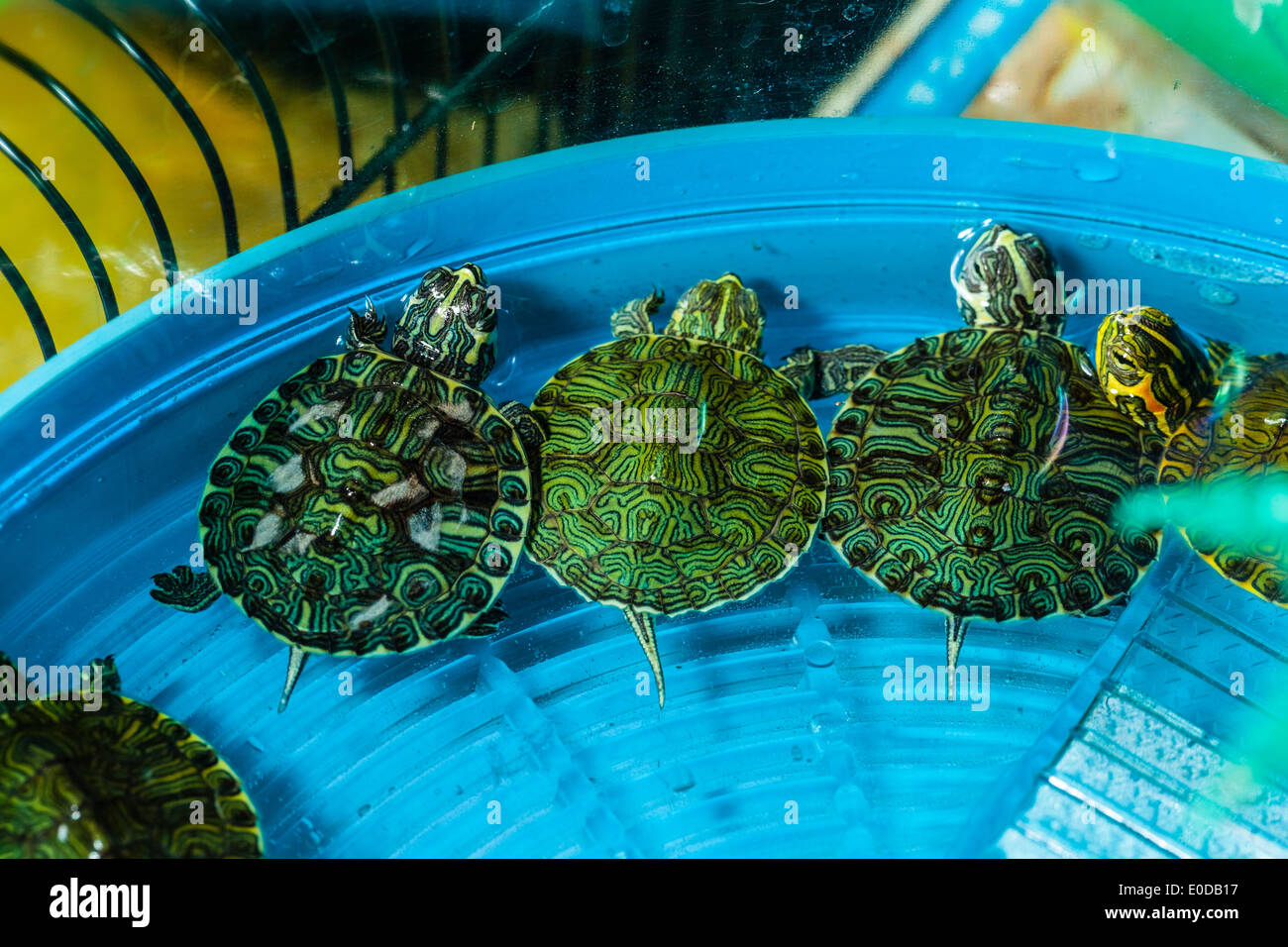 drei kleine Haustier Schildkröten in eine Schüssel voll Wasser Triyng zu entkommen Stockfoto