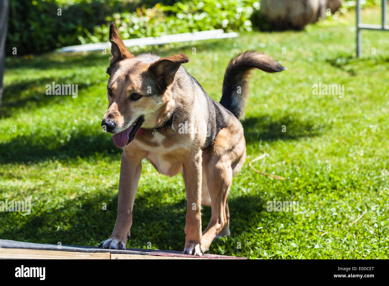 ein gehorsamer niedlichen Hund ausgebildet an einem sonnigen Tag im park Stockfoto