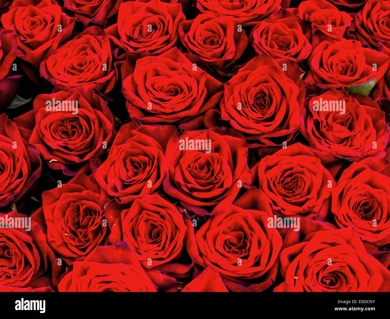 Rote Rosen auf einem Blumenmarkt. Symbol der Liebe, Rote Rosen Auf Einem Blumenmarkt. Symbol der Liebe. Stockfoto