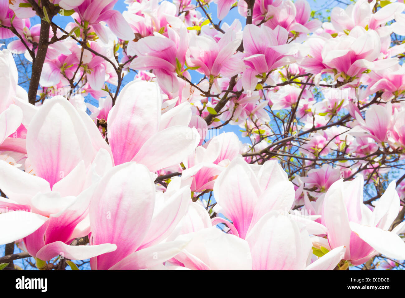 Magnolie Baum Blüte. Stockfoto