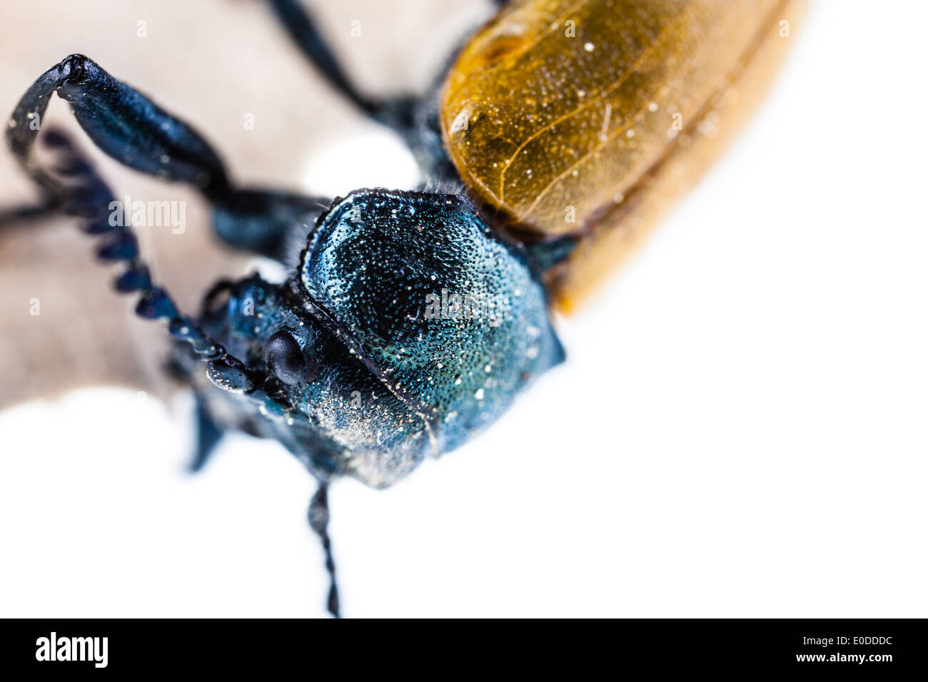Makroaufnahme einer Omophlus Lepturoides, auch bekannt als Kamm krallte Käfer Stockfoto