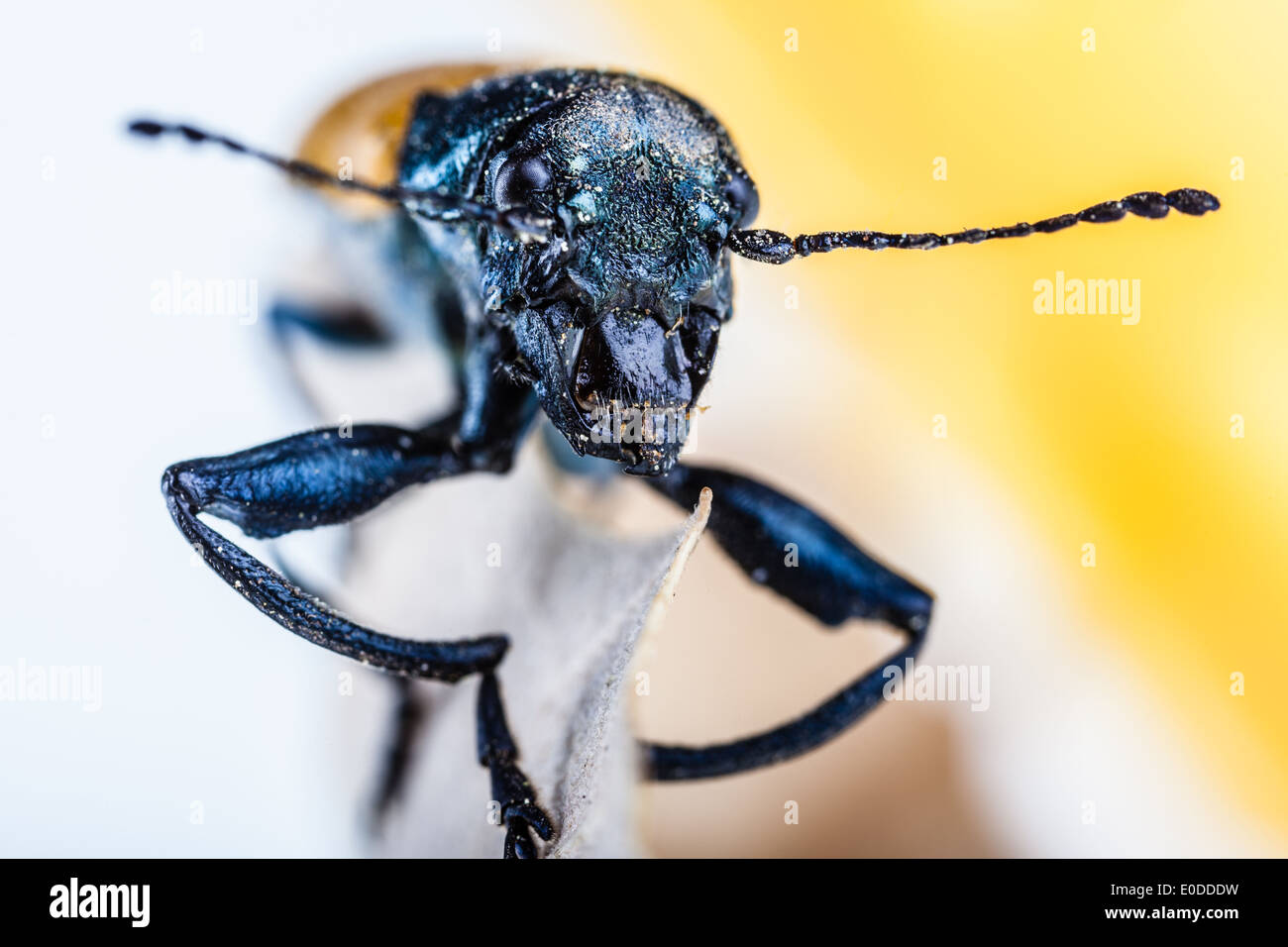 Makroaufnahme einer Omophlus Lepturoides, auch bekannt als Kamm krallte Käfer Stockfoto