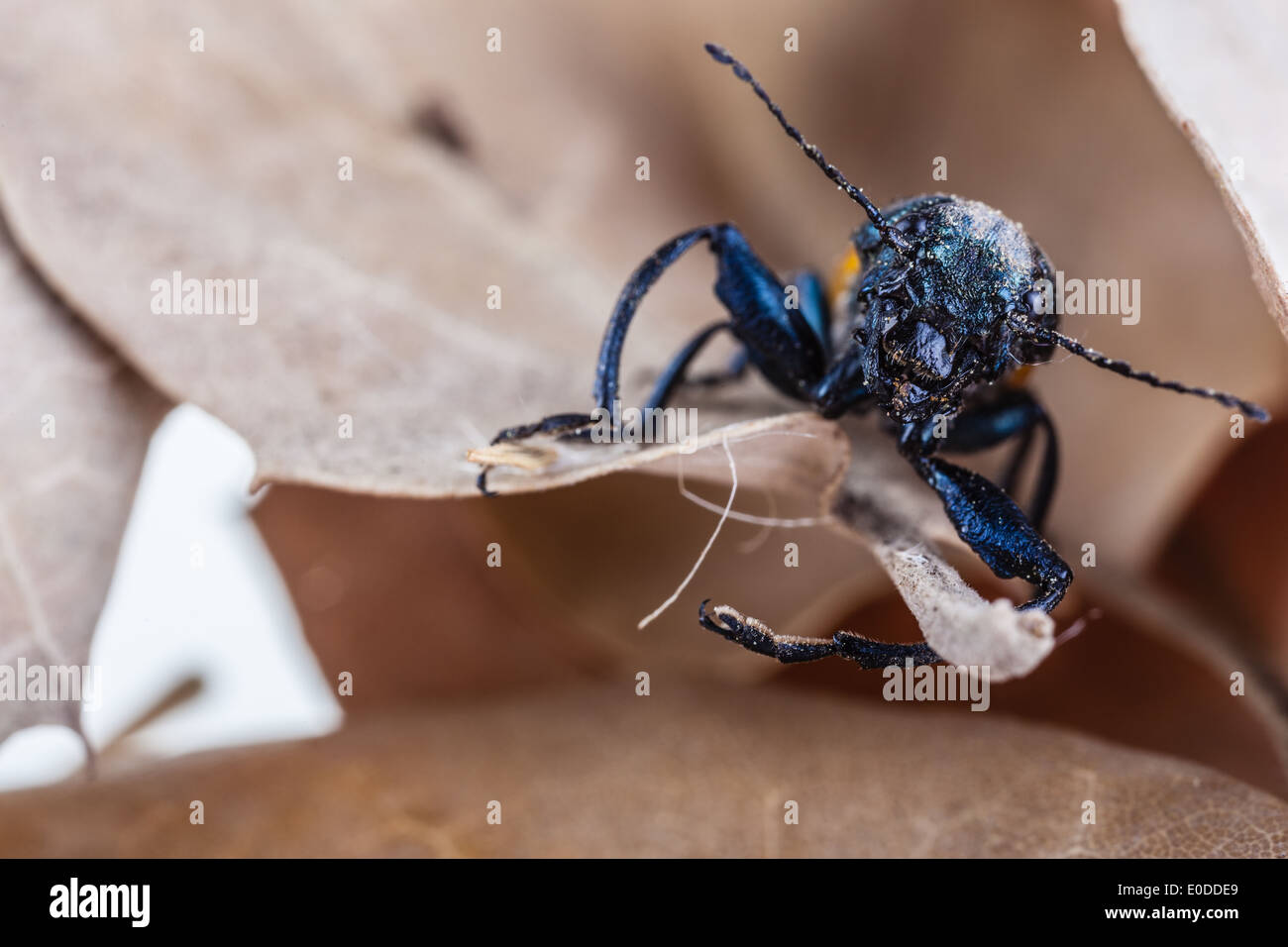 Makroaufnahme einer Omophlus Lepturoides, auch bekannt als Kamm krallte Käfer Stockfoto